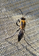 Sphex vestitus