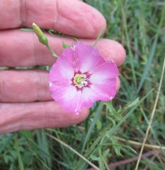 Convolvulus chinensis