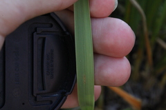 Chionochloa flavescens