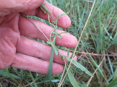 Convolvulus chinensis