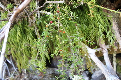 Coprosma depressa