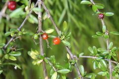 Coprosma depressa