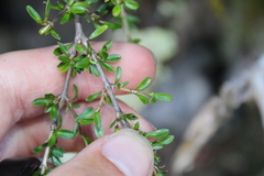 Coprosma depressa