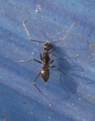 Paratrechina longicornis
