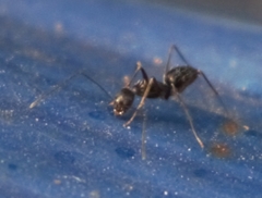 Paratrechina longicornis