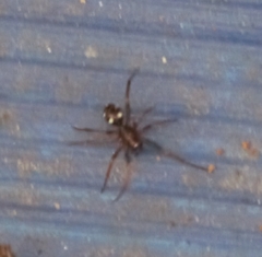 Coenoptychus pulcher