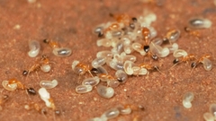 Trichomyrmex destructor