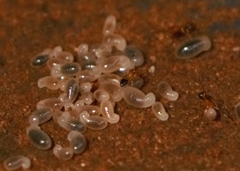 Trichomyrmex destructor
