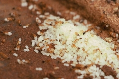 Trichomyrmex destructor