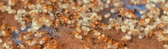 Trichomyrmex destructor