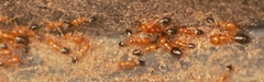 Trichomyrmex destructor