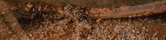 Trichomyrmex destructor