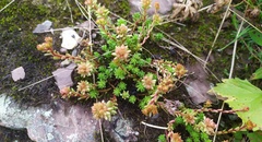 Sedum gracile