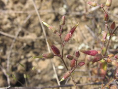 Cerastium ramosissimum