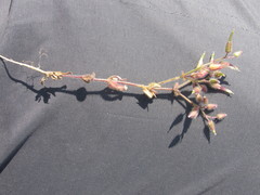 Cerastium ramosissimum