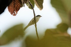 Lanius collurioides