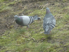 Columba livia domestica