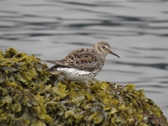 Calidris ptilocnemis