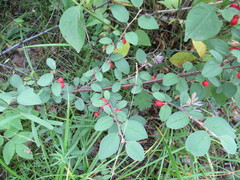 Cotoneaster uniflorus