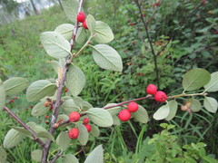 Cotoneaster uniflorus