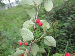 Cotoneaster uniflorus