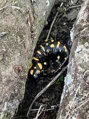Salamandra corsica
