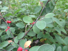 Cotoneaster uniflorus