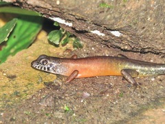 Sphenomorphus sabanus