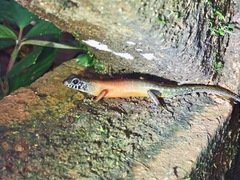 Sphenomorphus sabanus