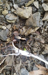 Geolycosa charitonovi