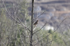 Turdus eunomus
