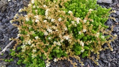 Sedum gracile