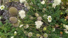 Scabiosa bipinnata