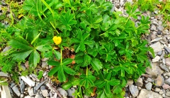 Potentilla ruprechtii