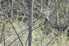 Pycnonotus xanthorrhous