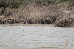 Tachybaptus ruficollis