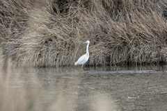 Egretta garzetta