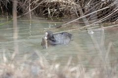 Fulica atra