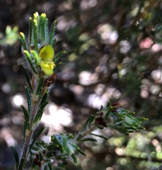 Phyllota remota