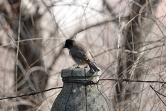 Pycnonotus xanthorrhous