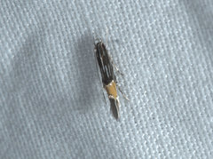 Cosmopterix macrula