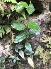 Heliotropium sarmentosum