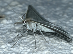 Epidesmia perfabricata