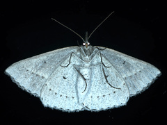 Epidesmia perfabricata