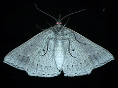 Epidesmia perfabricata