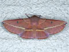 Oenochroma vinaria