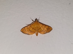 Orphanostigma abruptalis