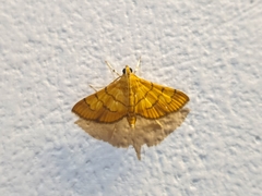 Orphanostigma abruptalis