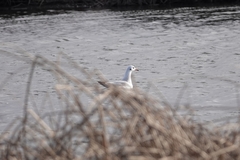 Chroicocephalus ridibundus