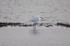 Egretta garzetta